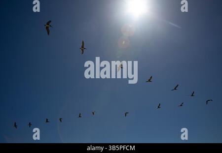 15 luglio 2022, Pismo Beach, California, Stati Uniti: 15 luglio, 2022. una vaiola scaglionata di Brown Pelicans vola sopra Pismo Beach, California. (Immagine di credito: © Ralph Lauer/ZUMA Press Wire) Foto Stock