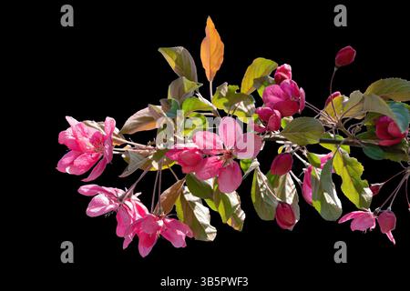 Ramo di ciliegio Bordeaux in fiore su sfondo nero. Isolare per il collage, è presente un contorno dell'immagine Foto Stock