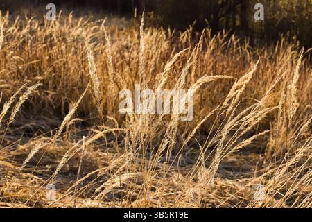 Steli di erba alta asciutta illuminati dal sole della sera Foto Stock