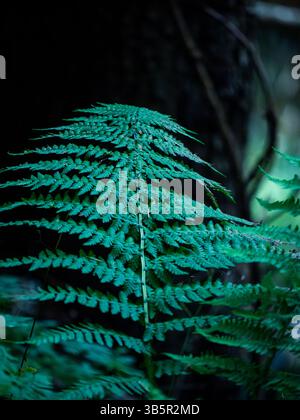 Foto Moody di Fern Leaf in Forest Light Foto Stock