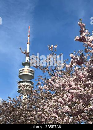 Kirschblüte im Olympiapark blühende Kirschbäume vor dem Olympiaturm a München, fiore di ciliegio alla Torre Olymic di Monaco, 8.4.2025 *** fiori di ciliegio nel Parco Olimpico in fiore di fronte alla Torre Olimpica di Monaco, fiori di ciliegio alla Torre Olymic di Monaco, 8 4 2025 Foto Stock
