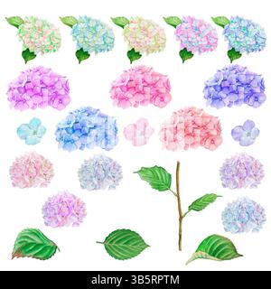 Set di elementi ad acquerello dipinti a mano con fiori e petali colorati, foglie e stelo di ortensie. Illustrazioni isolate su sfondo bianco. Foto Stock