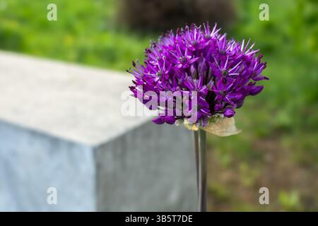 Primo piano di un vivace fiore di allium viola su uno sfondo sfocato. Foto Stock
