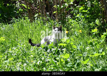 Gatto di zenzero contento lecca. Gatto affamato su sfondo bianco per la pubblicità. Foto Stock