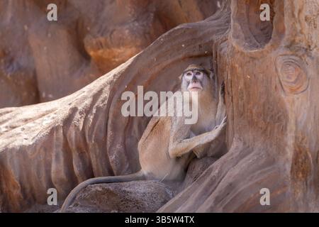 Comune patas scimmia (Erythrocebus patas) seduta a terra. Foto Stock