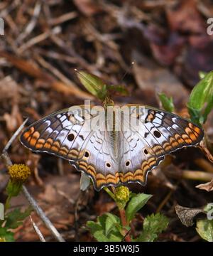 Il pavone bianco è una specie di farfalla appartenente al gruppo noto come pennello-footed. Si trova nel sud-est degli Stati Uniti e in gran parte di S. A.. Foto Stock
