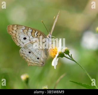 Il pavone bianco è una specie di farfalla appartenente al gruppo noto come pennello-footed. Si trova nel sud-est degli Stati Uniti e in gran parte di S. A.. Foto Stock