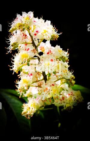 Primo piano Fiori dell'albero di castagno (Aesculus hippocastanum) a maggio, Kent, Regno Unito Foto Stock
