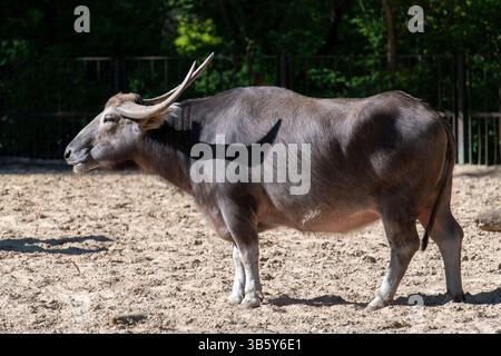 Bufalo d'acqua - Bubalus bubalis - a Berlin Tierpark, Germania Foto Stock