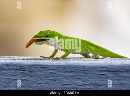 Primo piano di una Carolina Anole verde che mangia un verme su una recinzione con sfondo sfocato. Foto Stock