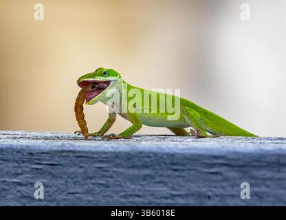 Primo piano di una Carolina Anole verde che mangia un verme su una recinzione con sfondo sfocato. Foto Stock