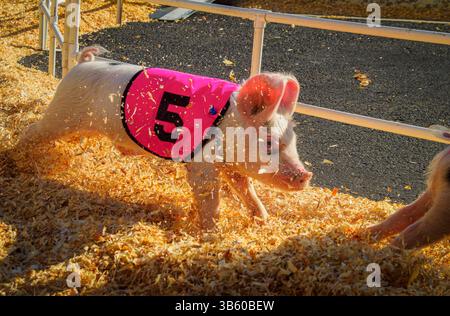 Il maialino numero 5 corre attraverso i trucioli di legno durante l'evento All-Alaska Racing Pigs alla fiera della contea di San Mateo a San Mateo, California, Stati Uniti. Foto Stock
