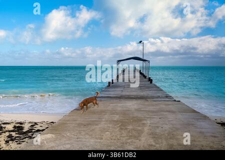 Cane che cammina su un molo di legno o un molo e sull'oceano a Punta Allen, Messico Foto Stock