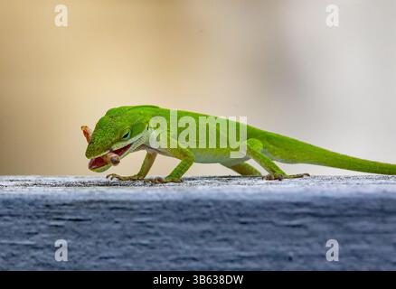 Primo piano di una Carolina Anole verde che mangia un verme su una recinzione con sfondo sfocato. Foto Stock