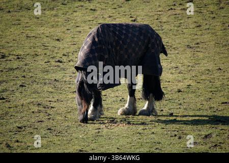 Un cavallo che pascolava in un campo di campagna indossando una coperta protettiva. Penshaw Monument, Penshaw, Inghilterra Foto Stock