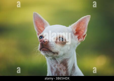 Chihuahua Foto Stock