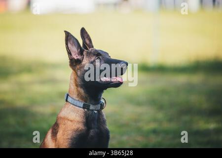 Cucciolo di Malinois di 3 mesi Foto Stock