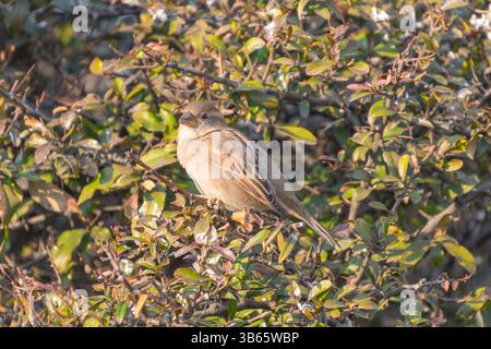 I passeri della casa (Passer domesticus) si trovano sui rami di un cespuglio. Uccelli in natura. Foto Stock