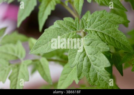 Piantine di pomodoro in contenitori di plastica. Preparazione per la stagione del giardinaggio. Orto interno. Primo piano. Foto Stock