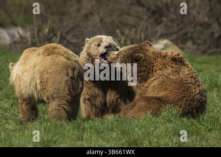Tre orsi in un prato, due che interagiscono scherzosamente l'uno con l'altro, orso bruno (Ursus (arctos), Germania, Europa Foto Stock