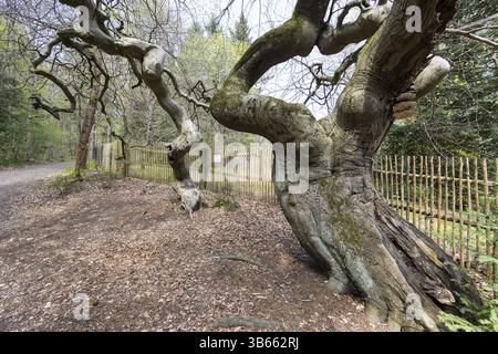 Suentelbuchen, faggio di rame (Fagus sylvatica), foresta di Tharandt, Sassonia, Germania, Europa Foto Stock