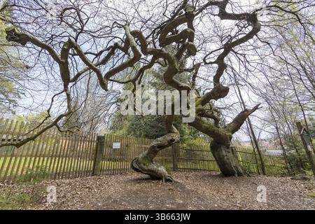 Suentelbuchen, faggio di rame (Fagus sylvatica), foresta di Tharandt, Sassonia, Germania, Europa Foto Stock