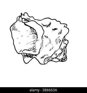 Guscio oceanico, disegnato in inchiostro bianco e nero. Illustrazione marina vettoriale. Un guscio di lumaca, intrecciato a spirale, dal mondo sottomarino, isolato su Illustrazione Vettoriale