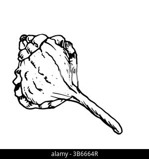 Guscio oceanico, disegnato in inchiostro bianco e nero. Illustrazione marina vettoriale. Un guscio di lumaca, intrecciato a spirale, dal mondo sottomarino, isolato su Illustrazione Vettoriale