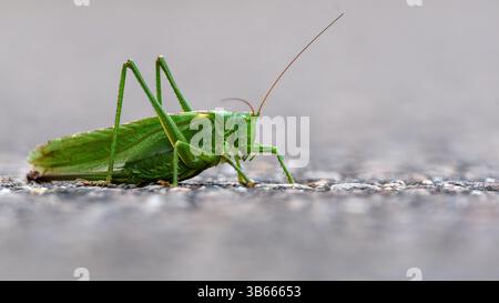 un ritratto ravvicinato di un grande cespuglio-cricket verde seduto su una strada, sfondo grigio chiaro, tettigonia viridissima, 16x9 Foto Stock