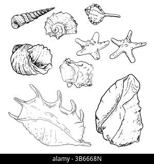 Guscio oceanico, disegnato in inchiostro bianco e nero. Illustrazione marina vettoriale. Set di conchiglie a spirale dal mondo sottomarino dell'oceano è isolato su Illustrazione Vettoriale
