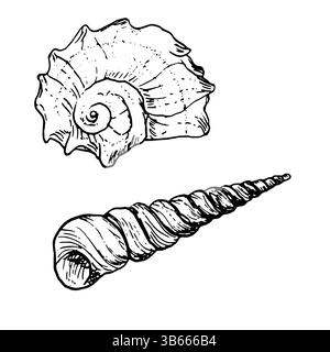 Guscio oceanico, disegnato in inchiostro bianco e nero. Illustrazione marina vettoriale. Set di conchiglie a spirale dal mondo sottomarino dell'oceano è isolato su Illustrazione Vettoriale