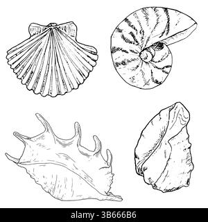 Conchiglie di vongole Nautilus e lambis con punte, schizzo in inchiostro bianco e nero. Illustrazione marina vettoriale. Una serie di conchiglie a spirale e una capesante piatta da Illustrazione Vettoriale