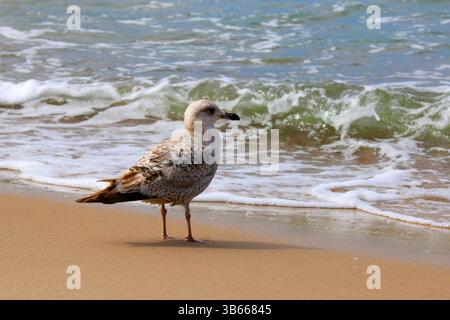 Giovane gabbiano dalle zampe gialle (Larus michahellis) con piumaggio marrone chiazzato in piedi su una spiaggia del Mar Baltico con onde morbide sullo sfondo. Foto Stock