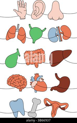 Gli organi umani impostano un disegno continuo di una linea colorata. Cuore, reni, sistema riproduttivo, cistifellea, intestino, dente, cervello, polmoni, stomaco Illustrazione Vettoriale