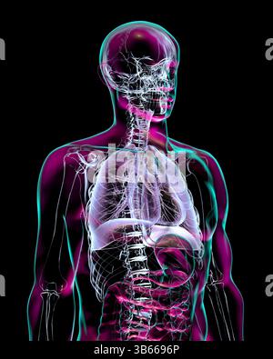 Illustrazione dell'anatomia del sistema respiratorio umano, che mostra gli organi interni con trasparenza. Foto Stock