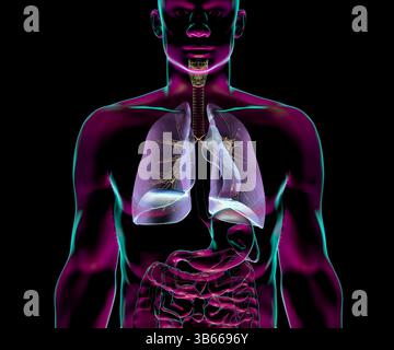 Illustrazione dell'anatomia del sistema respiratorio umano, che mostra gli organi interni con trasparenza. Foto Stock