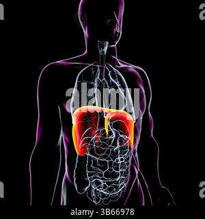 Illustrazione dell'anatomia del corpo umano con diaframma evidenziato. Il diaframma è un muscolo respiratorio primario, essenziale per la respirazione e l'espansione polmonare. Foto Stock