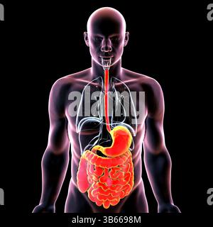 Illustrazione del corpo umano con sistema digerente evidenziato, che mostra gli organi principali coinvolti nella degradazione, nell'assorbimento e nell'eliminazione dei rifiuti alimentari. Foto Stock