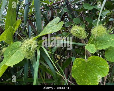 Frutto della passione puzzolente, passiflora foetida Foto Stock