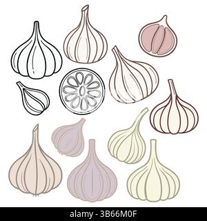 Illustrazione disegnata a mano di varie teste di aglio e sezioni trasversali Illustrazione Vettoriale