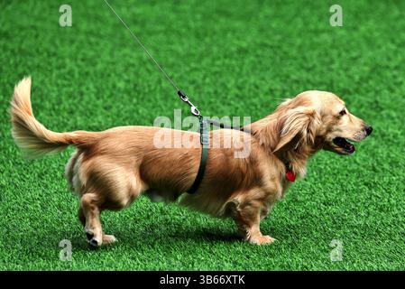 Miami, Stati Uniti. 3 maggio 2025. Leo il cane. 03.05.2025. Formula 1 World Championship, Rd 6, Miami Grand Prix, Miami, Florida, USA, Sprint e giornata di qualificazione. Crediti: James Moy/Alamy Live News Foto Stock