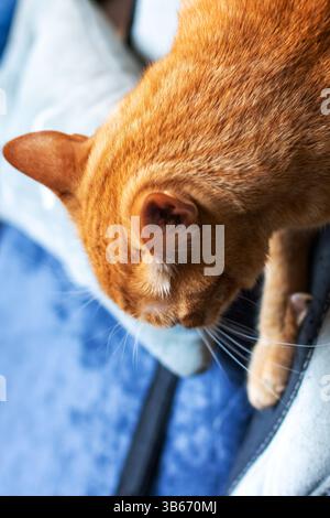 Un dettaglio ravvicinato di un gatto arancione che guarda attentamente verso il basso un oggetto di interesse, mostrando la sua bella pelliccia e i suoi whisker Foto Stock