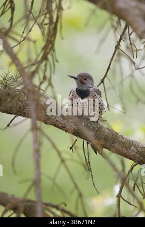Northern Flicker, Colaptes auratus, uccellino affamato arroccato in abete rosso in attesa di essere nutrito. Foto Stock