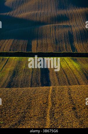 Terreni agricoli illuminati dal sole che mostrano motivi verdi e marroni alternati, che mostrano accattivanti superfici coltivate. Foto Stock