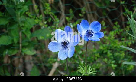 primo piano del fiore di anemone blu, che ondeggia nel vento Foto Stock