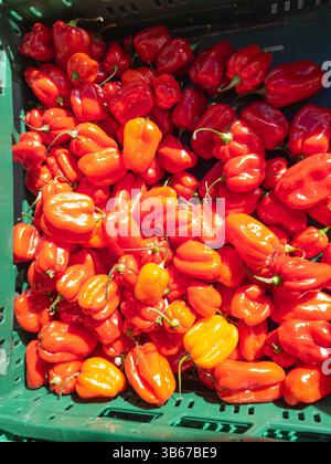 "Scotch Bonnet" piccante di peperoncini rossi e arancioni (Capsicum Chinense) in vendita in un cestino presso un mercato agricolo, Market Square, Basingstoke, Regno Unito. Foto Stock