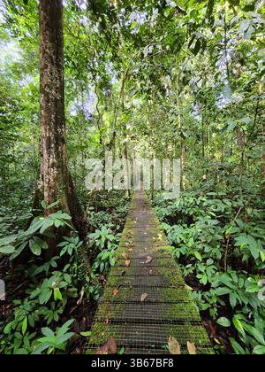 Passeggiata nella giungla della valle del Danum a Lahad Datu Foto Stock