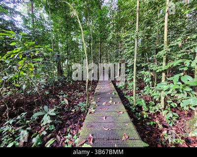 Passeggiata nella giungla della valle del Danum a Lahad Datu Foto Stock