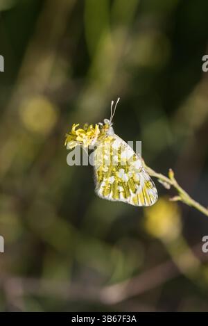 Riposante orientale dappato bianco (Euchloe ausonia) a Kas, Turkiye Foto Stock