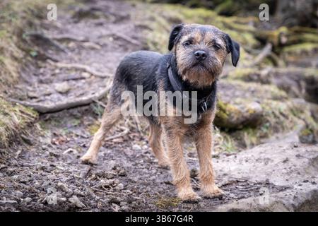 Un cane Terrier di bordo blu e tan. Foto Stock